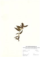 藏品(阿里山忍冬)的圖片